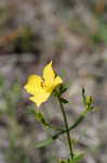 Yellow meadowbeauty